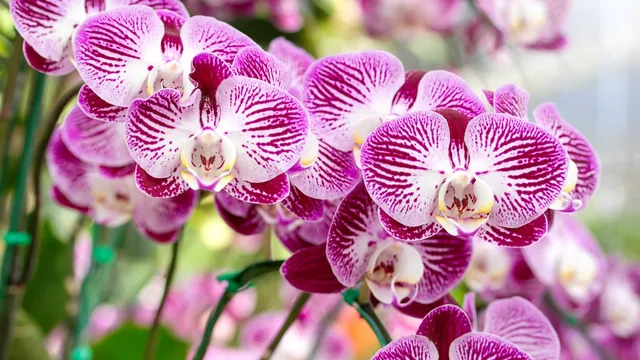 Orchidea, fioritura più vigorosa con queste regole di potatura: ecco il trucco delle radici